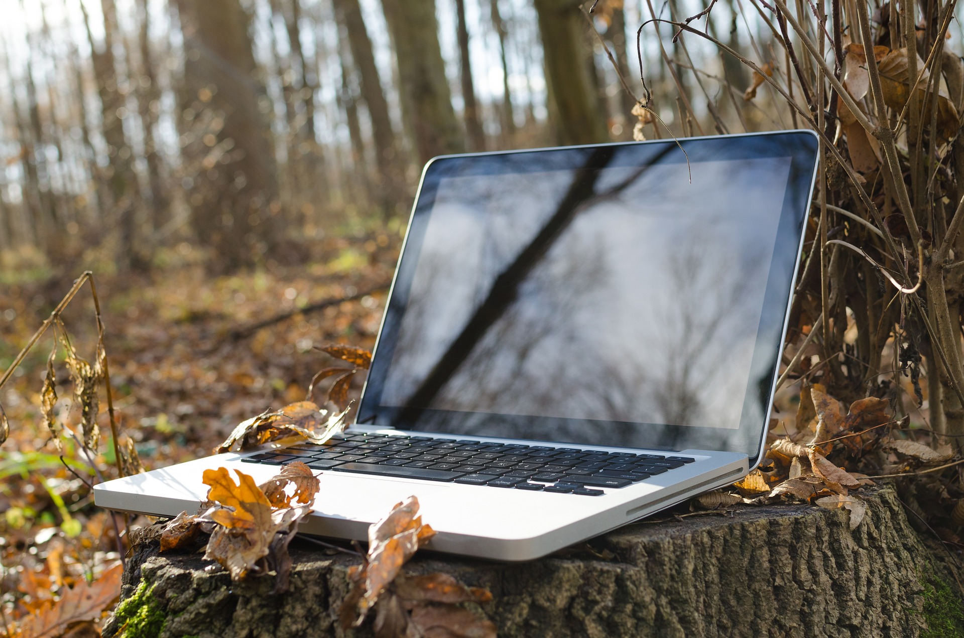 laptop on a tree stump surrounded buy autumn leaves